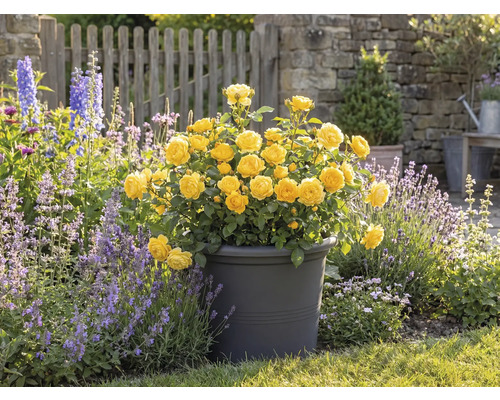 Gula rosor i en kruka, trädgårdsscen