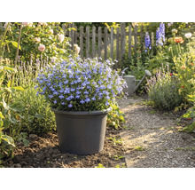 Blå blommande jord i kruka på trädgårdsgång