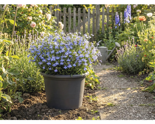 Blå blommande jord i kruka på trädgårdsgång