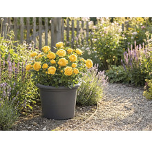 Gula rosor i en kruka i trädgården.