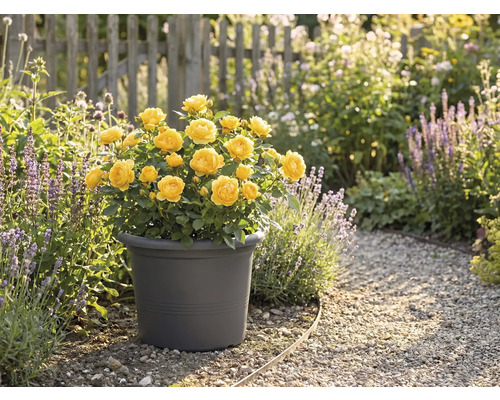 Gula rosor i en kruka i trädgården.