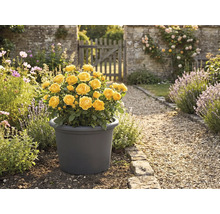 Gul ros i kruka i trädgården.