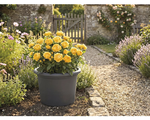 Gul ros i kruka i trädgården.