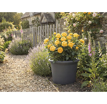 Gula rosor i en blomkruka i trädgården med en gångväg av sten