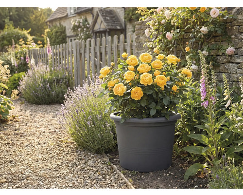 Gula rosor i en blomkruka i trädgården med en gångväg av sten