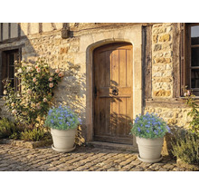 Husfasad med trädörr och blomkrukor