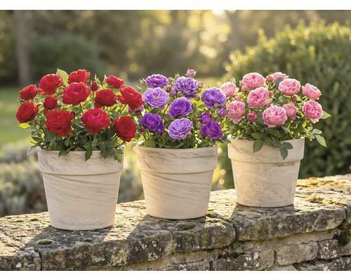 Tre krukor med röda, lila och rosa rosor på en stenmur