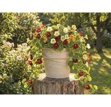 Blomkruka med blomsterkrasse på en trästubbe i trädgården