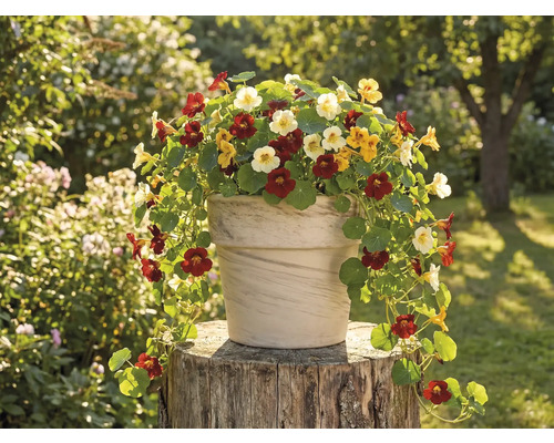 Blomkruka med blomsterkrasse på en trästubbe i trädgården