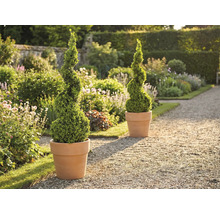 Trädgårdsscen med två spiralformade buxbom i krukor