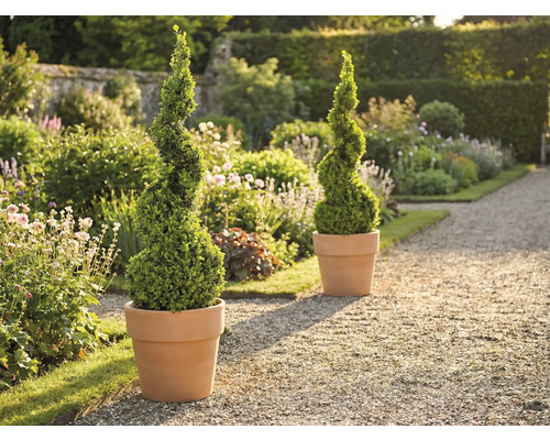 Trädgårdsscen med två spiralformade buxbom i krukor