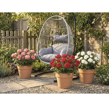 Trädgårdsscen med hängande rottingfåtölj och tre rosenbuskar i terrakottakrukor