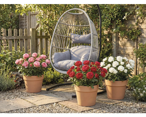 Trädgårdsscen med hängande rottingfåtölj och tre rosenbuskar i terrakottakrukor