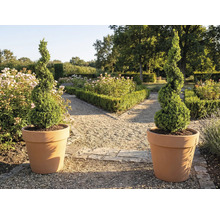 Två spiralformade buxbom i krukor i trädgården.