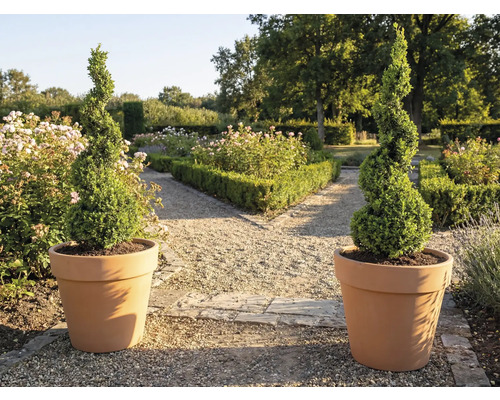 Två spiralformade buxbom i krukor i trädgården.