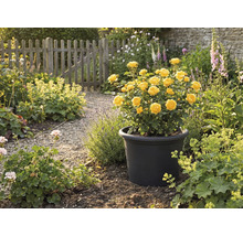 Gula rosor i svart blomkruka i trädgården.