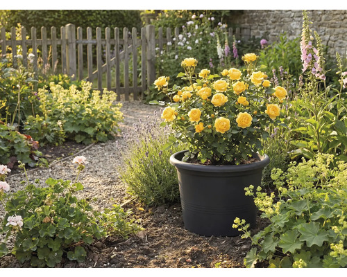 Gula rosor i svart blomkruka i trädgården.