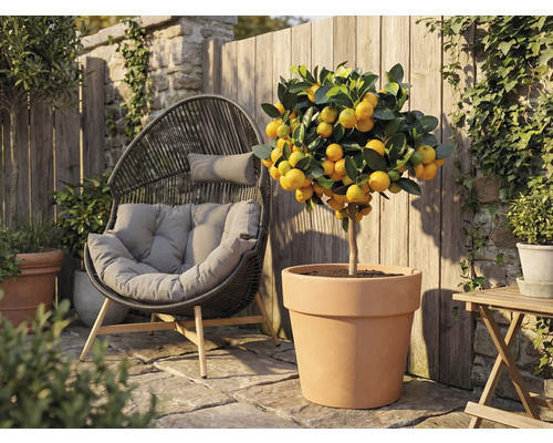 Utomhusbild av ett mandarin träd i en terrakottakruka bredvid en rottingstol i trädgården