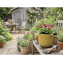 Trädgårdsscen med trädgårdshus i trä, trädgårdsbordgrupp och planterade blomkrukor på en träbänk