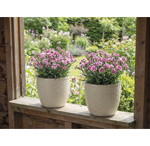 Två nejlikor i strukturerade blomkrukor på en fönsterbräda