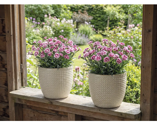 Två nejlikor i strukturerade blomkrukor på en fönsterbräda