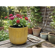 Tusenskönor i en blomkruka med vertikala räfflor på en träbänk i trädgården