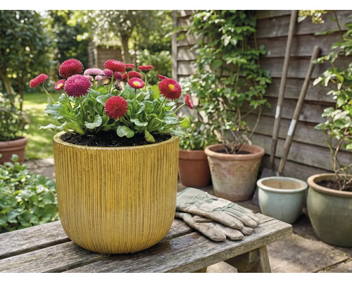 Tusenskönor i en blomkruka med vertikala räfflor på en träbänk i trädgården