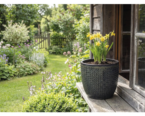 Gula påskliljor i strukturerad planteringskruka på träplanka framför trädgårdslandskap
