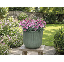 Blomkruka med nejlikor på träpall i trädgården