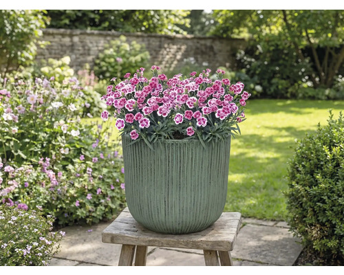 Blomkruka med nejlikor på träpall i trädgården