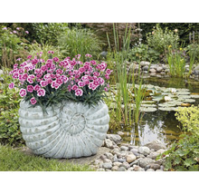 Trädgårdsscen med damm och planterad planteringslåda i form av en snigel