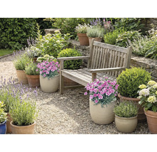 Trädgård med träbänk, blommor och växter i krukor