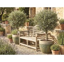 Trädgårdsscen med en träbänk och två olivträd i krukor