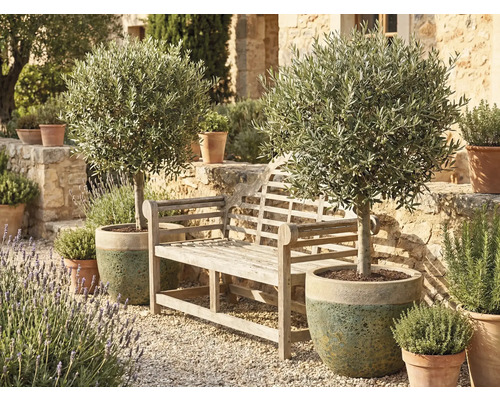 Trädgårdsscen med en träbänk och två olivträd i krukor