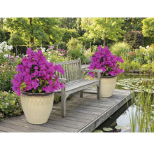 Miljöbild med trädgårdsbänk, damm och två blomkrukor med bougainvillea