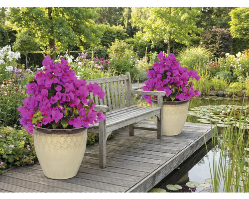 Miljöbild med trädgårdsbänk, damm och två blomkrukor med bougainvillea