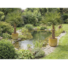 Trädgårdsdamm med strandväxter och två palmer i krukor