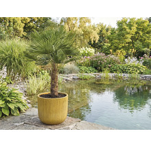 Kinesisk hampa palm i kruka i trädgården vid dammen