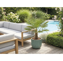 Uteplats med trädgårdsmöbler, pool och krukväxt med solfjäderspalm