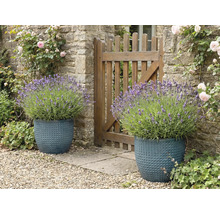 Två strukturerade planteringar med lavendel bredvid ett trädgårdsstaket.