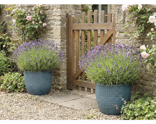 Två strukturerade planteringar med lavendel bredvid ett trädgårdsstaket.