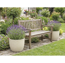 Trädgård med träbänk och lavendel i krukor