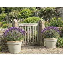 Trädgård med trägrind och lavendel i krukor