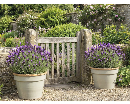 Trädgård med trägrind och lavendel i krukor