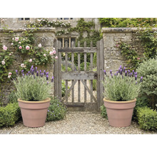 Trädgård med stenport, rosor, lavendel i krukor och grusgång