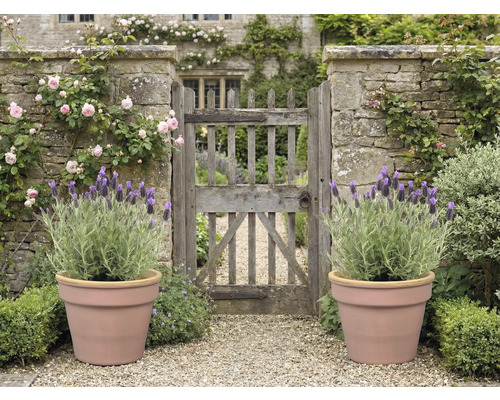Trädgård med stenport, rosor, lavendel i krukor och grusgång