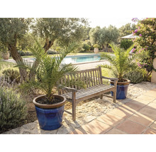 Trädgårdsscen med träbänk och dadelpalmer i krukor vid poolen