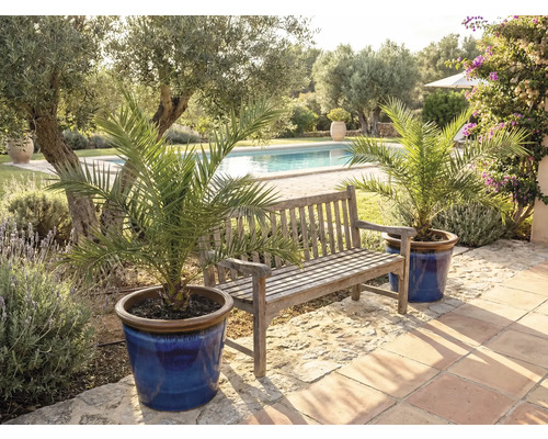 Trädgårdsscen med träbänk och dadelpalmer i krukor vid poolen