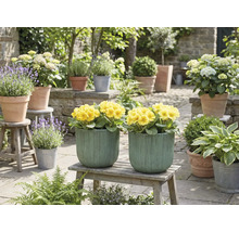 Dekorativ trädgårdsscen med gula blommor i planteringskärl