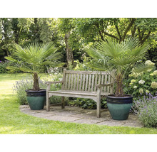 Trädgårdsscen med två hampa palmer i krukor och en träbänk